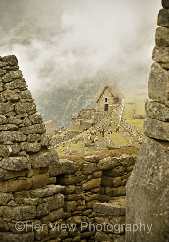 Llamas enjoying Machu Picchu