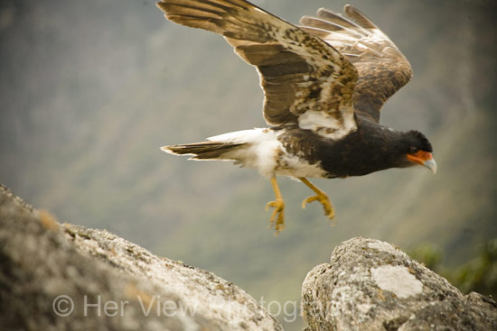 Bird of Prey, Machu Picchu