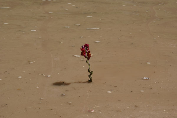 SONY DSC