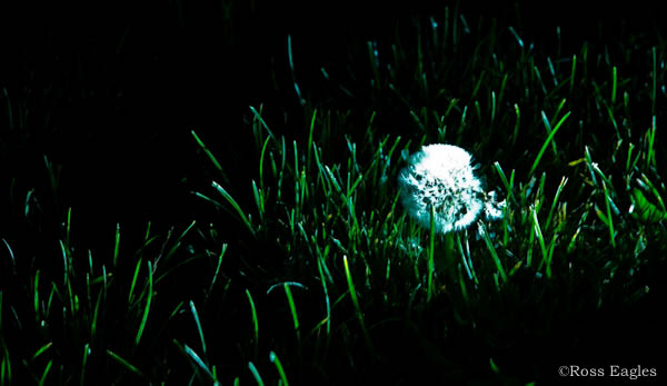 Night photography field trip - student image by Ross Eagles