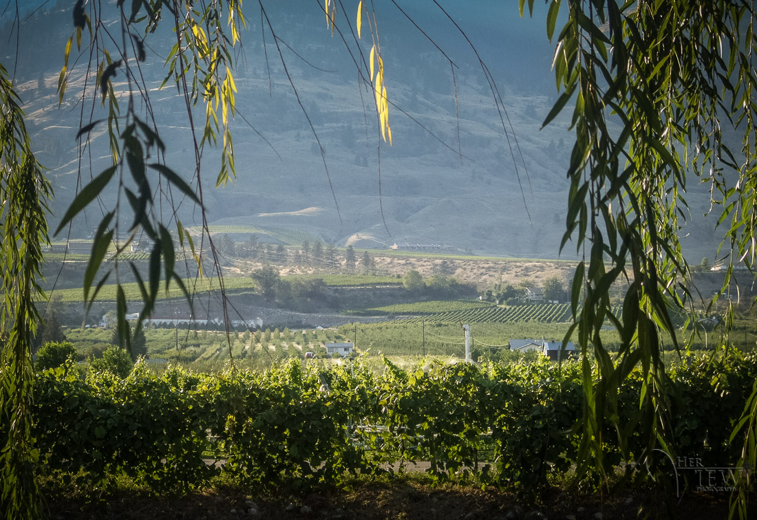 Wine and photography tours